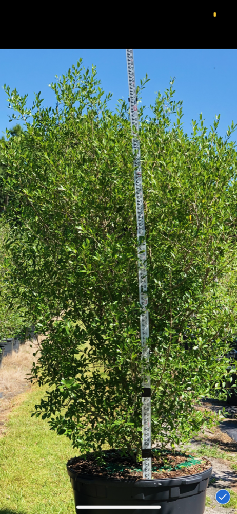 forestiera-segregata-florida-privet