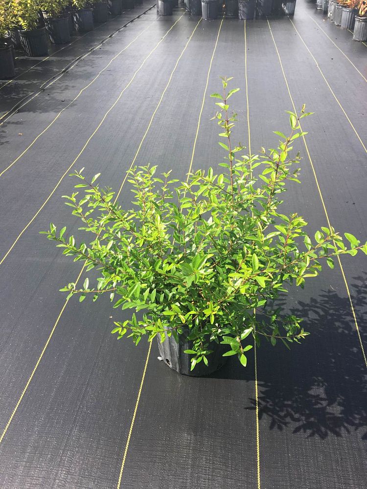 forestiera-segregata-florida-privet