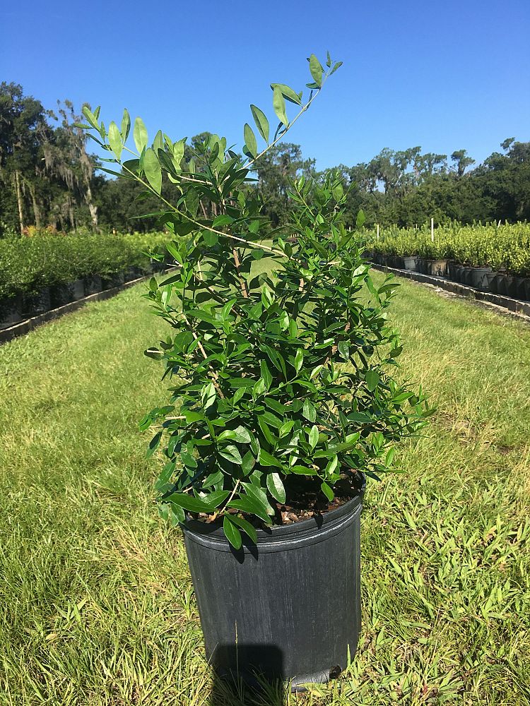 forestiera-segregata-florida-privet