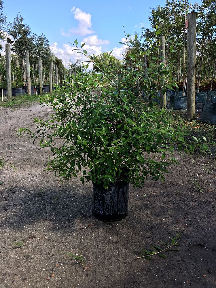 forestiera-segregata-florida-privet