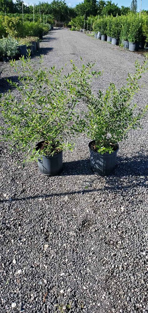 forestiera-segregata-florida-privet