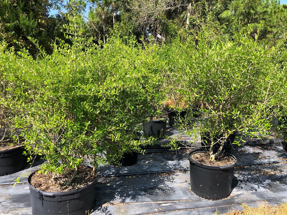 forestiera-segregata-florida-privet