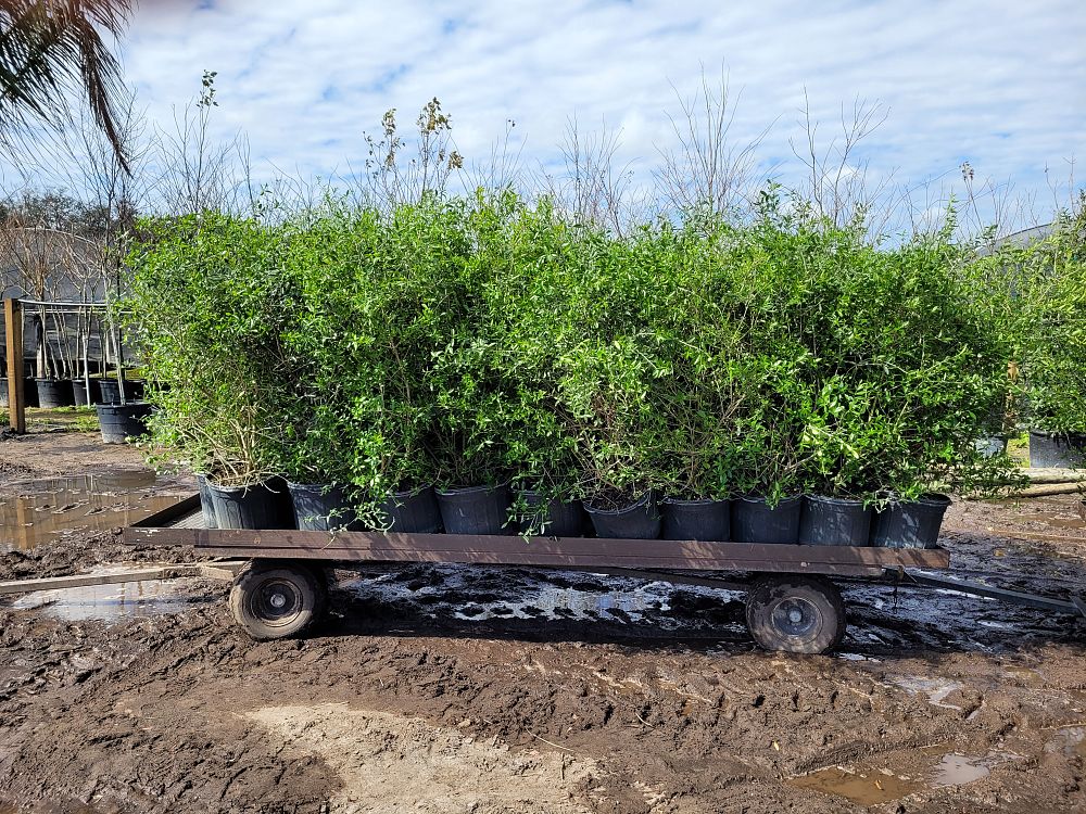forestiera-segregata-florida-privet