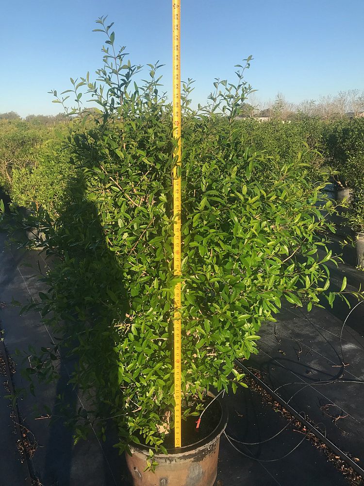 forestiera-segregata-florida-privet