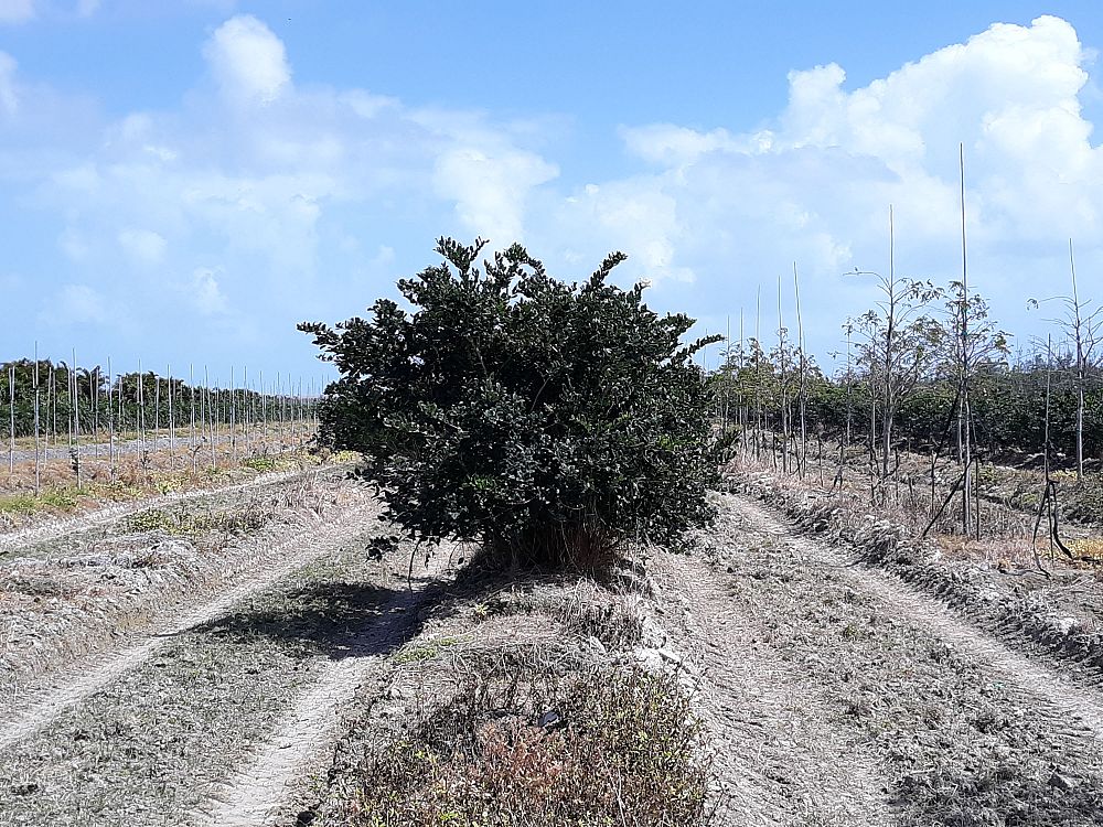 forestiera-segregata-florida-privet