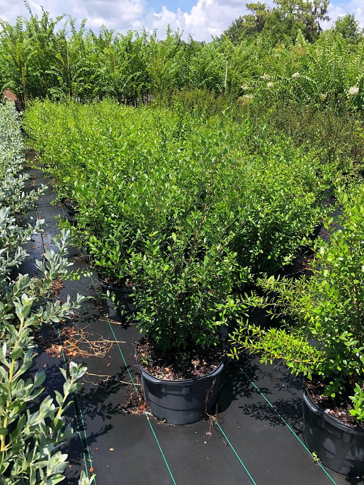 forestiera-segregata-florida-privet