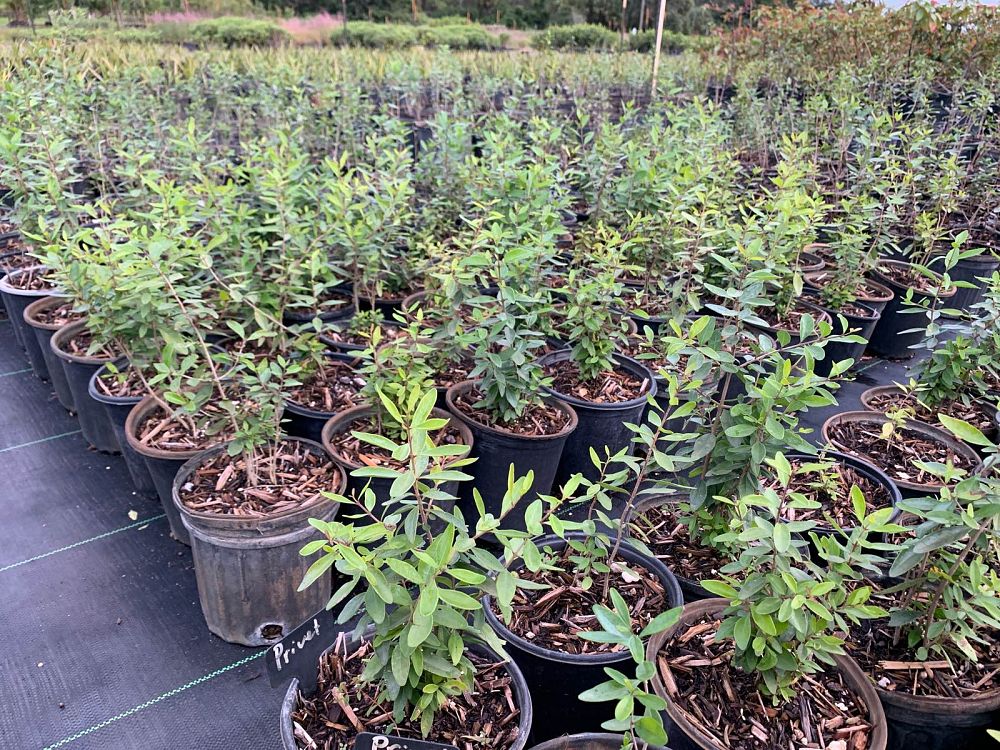 forestiera-segregata-florida-privet