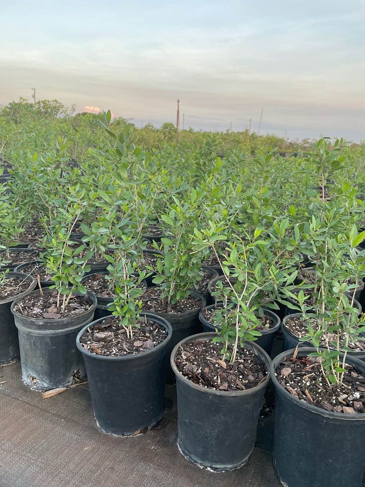 forestiera-segregata-florida-privet