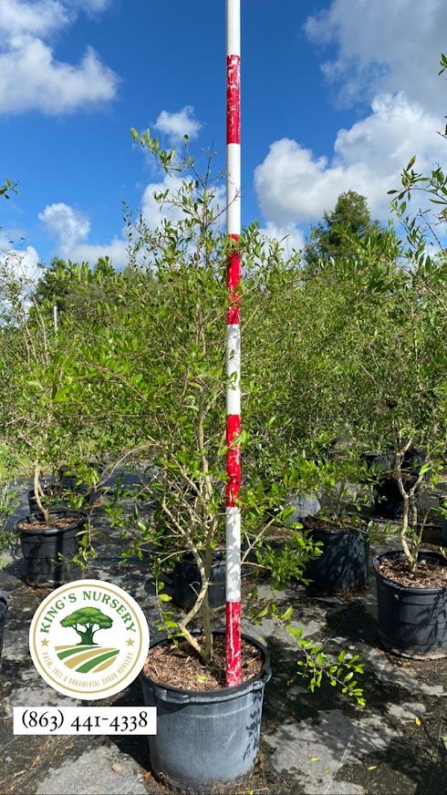 forestiera-segregata-florida-privet