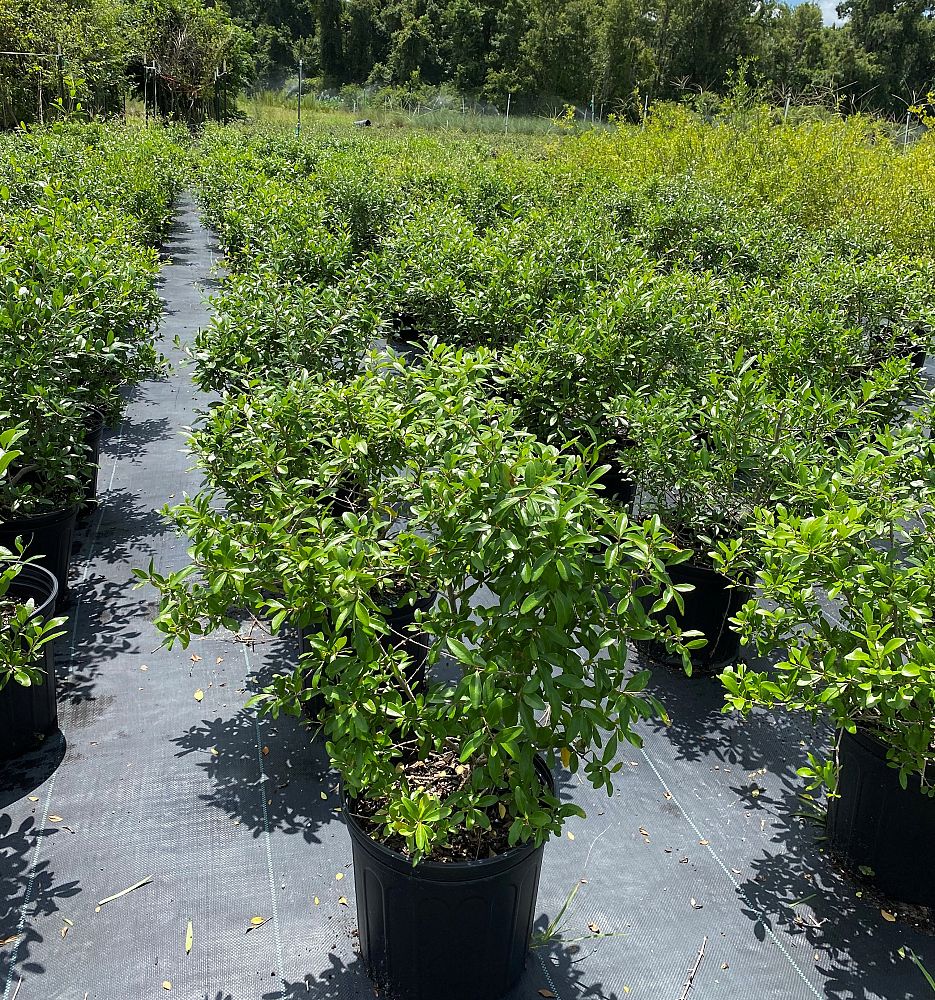 forestiera-segregata-florida-privet