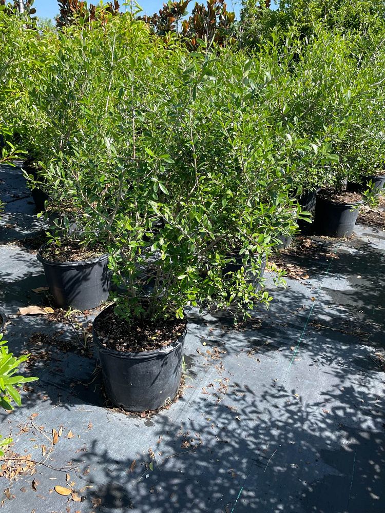 forestiera-segregata-florida-privet