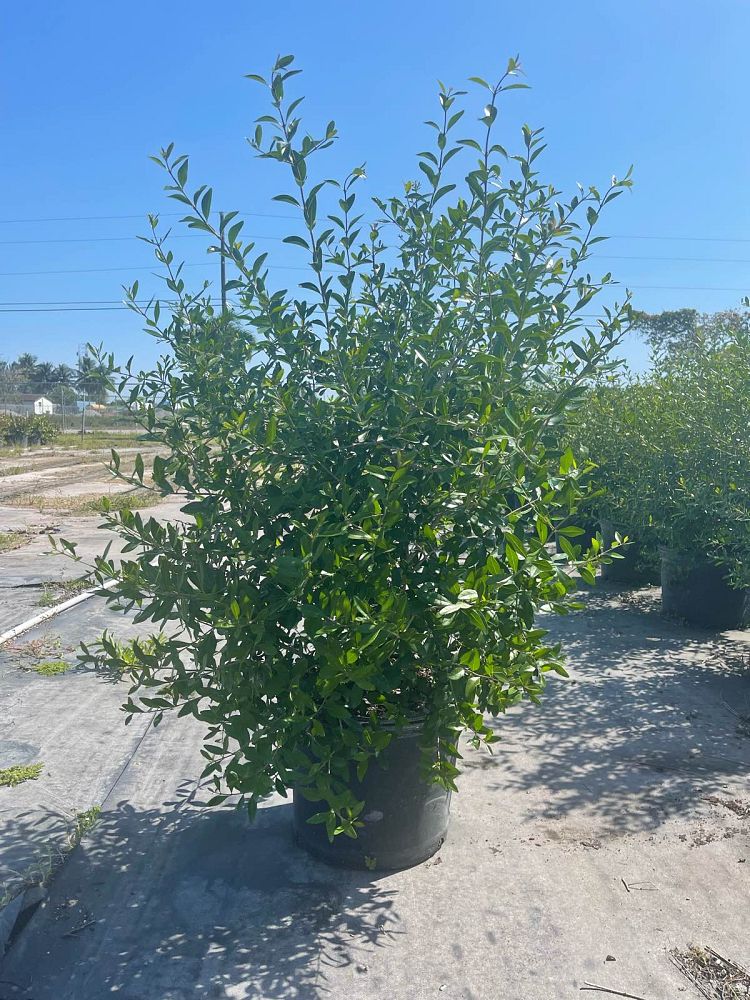 forestiera-segregata-florida-privet