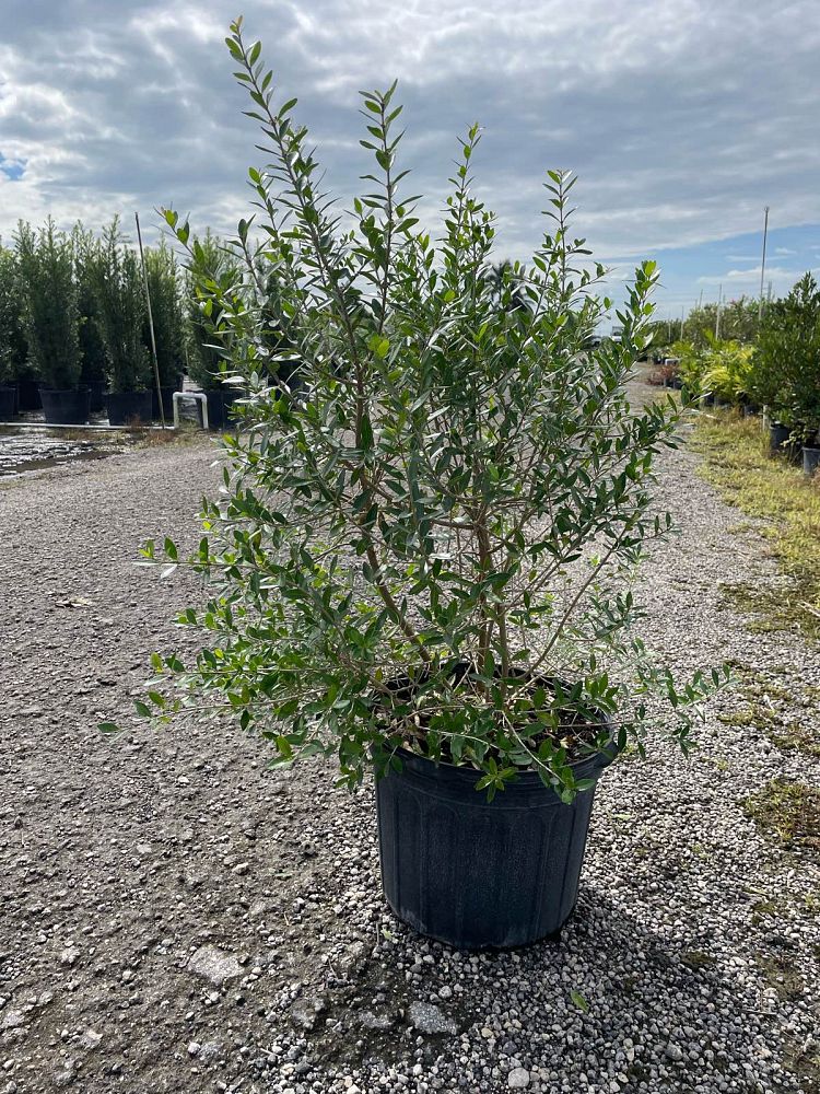 forestiera-segregata-florida-privet