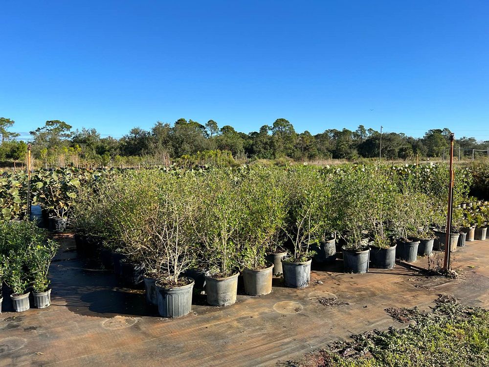 forestiera-segregata-florida-privet