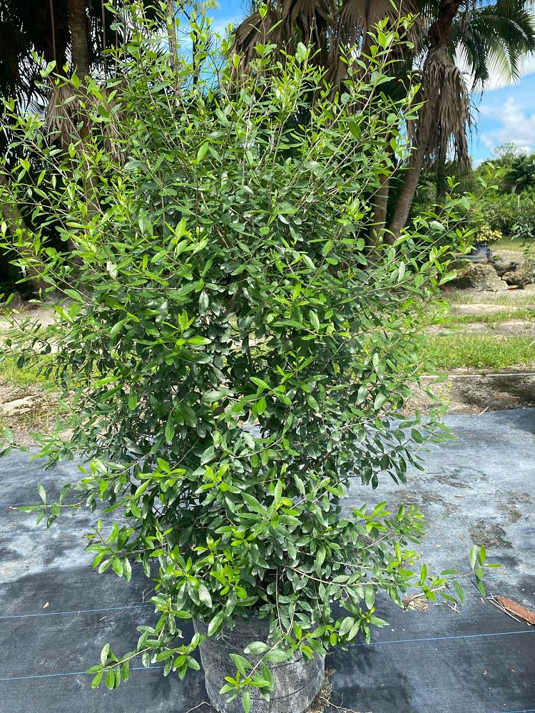 forestiera-segregata-florida-privet