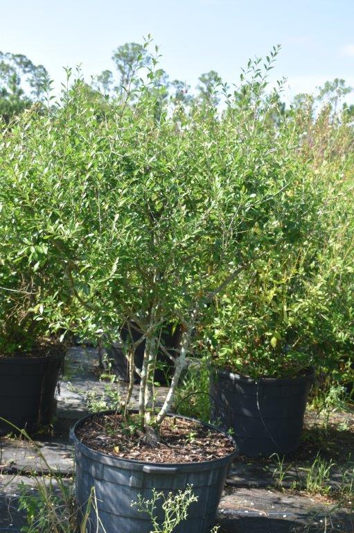 forestiera-segregata-florida-privet