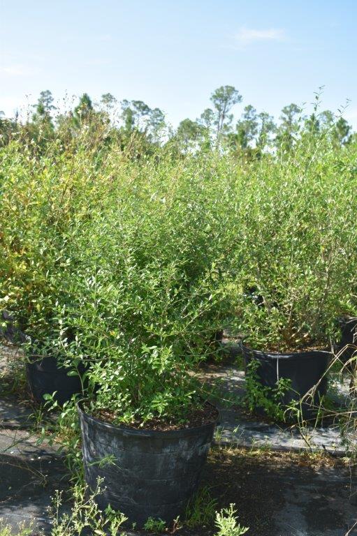 forestiera-segregata-florida-privet