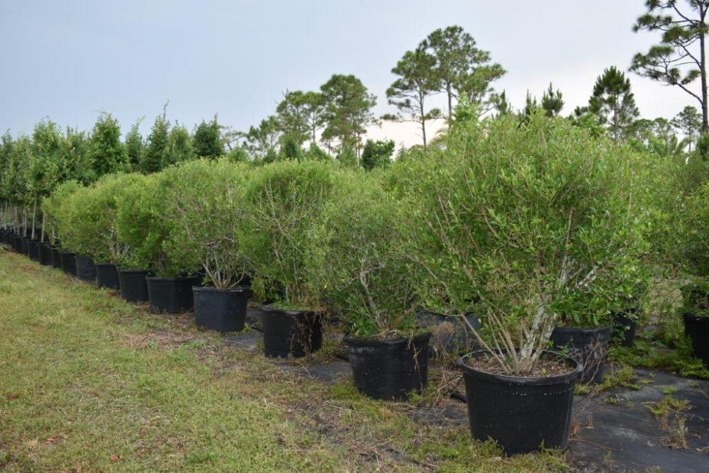 forestiera-segregata-florida-privet