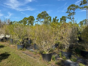 forestiera-segregata-florida-privet