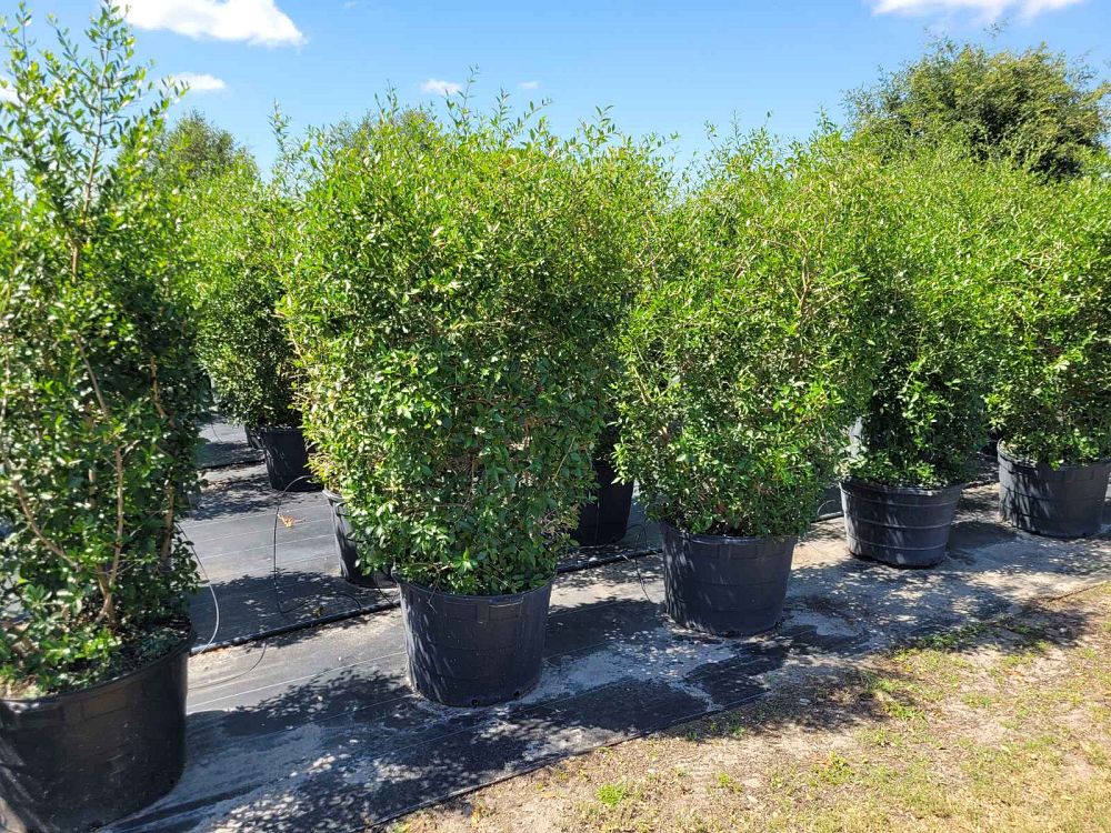 forestiera-segregata-florida-privet