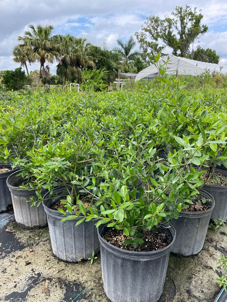 forestiera-segregata-florida-privet