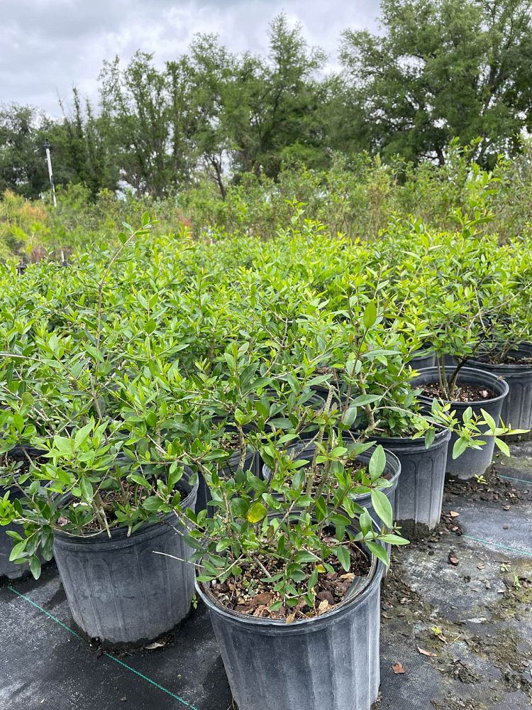 forestiera-segregata-florida-privet