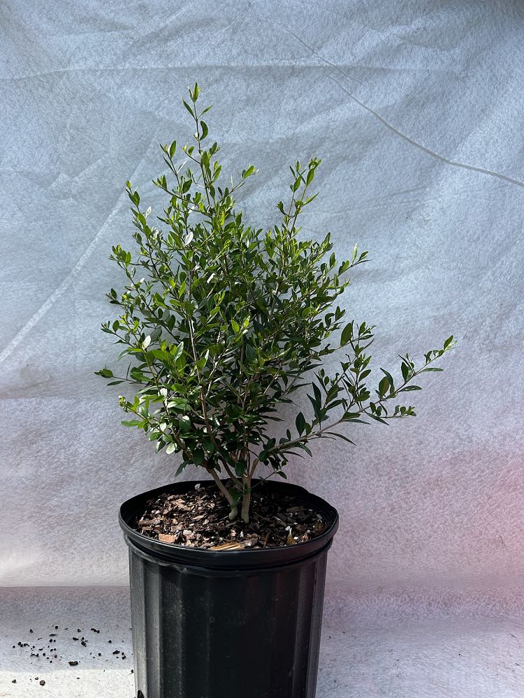 forestiera-segregata-florida-privet