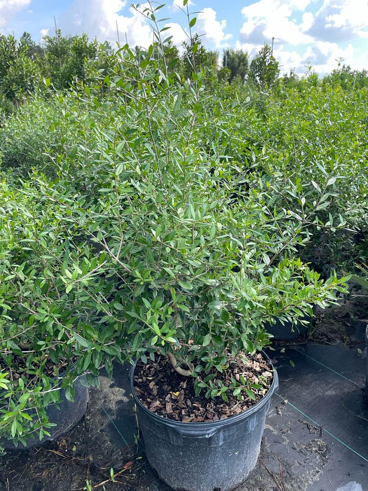forestiera-segregata-florida-privet