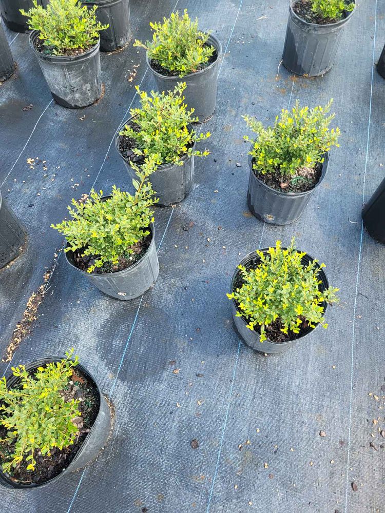 forestiera-segregata-florida-privet