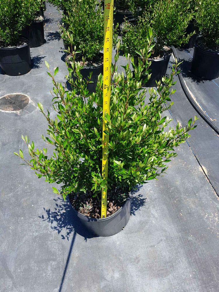 forestiera-segregata-florida-privet