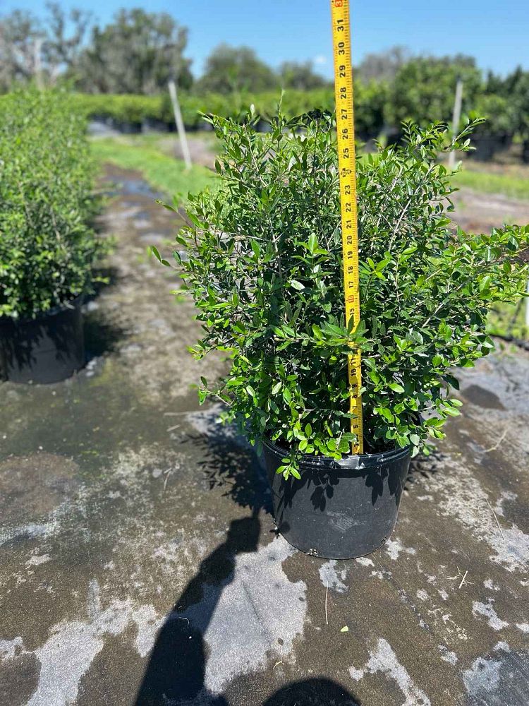 forestiera-segregata-florida-privet