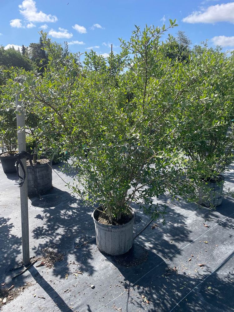 forestiera-segregata-florida-privet