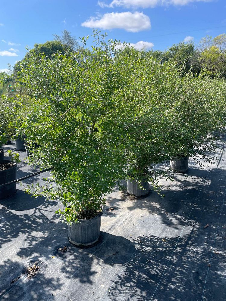 forestiera-segregata-florida-privet