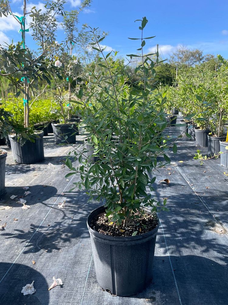 forestiera-segregata-florida-privet