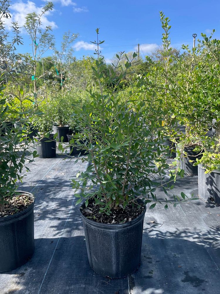 forestiera-segregata-florida-privet