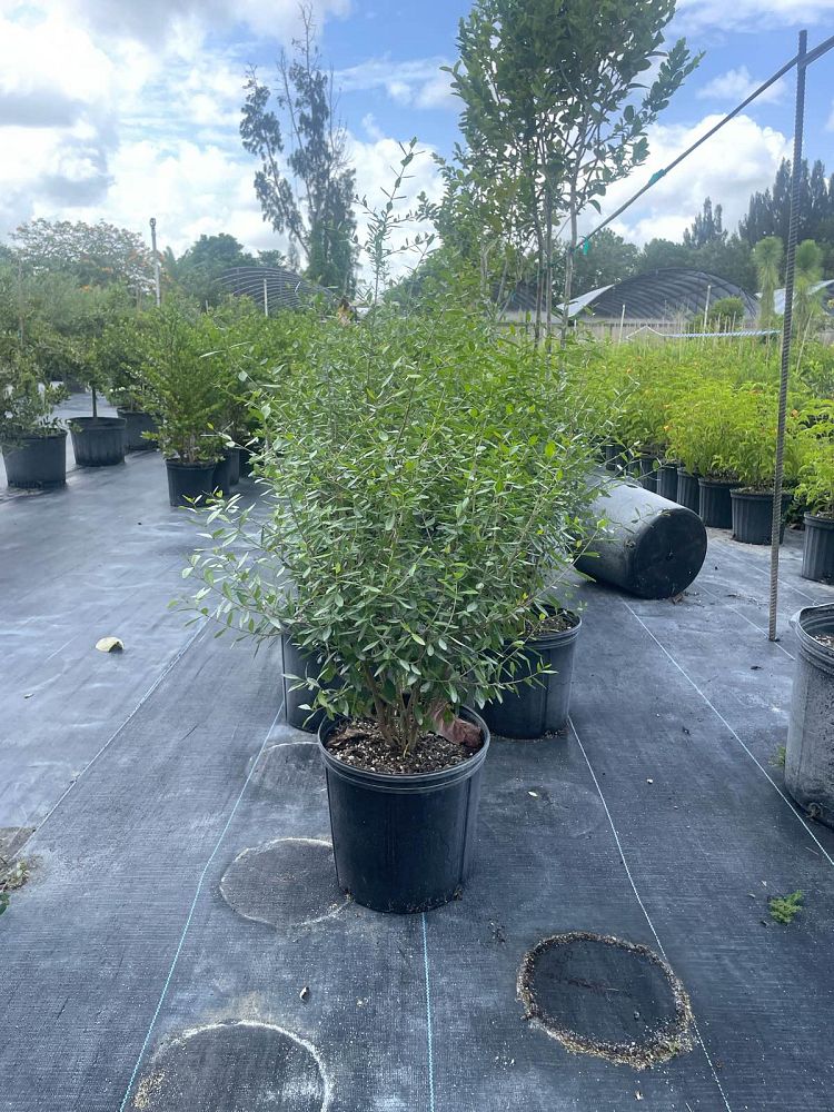forestiera-segregata-florida-privet