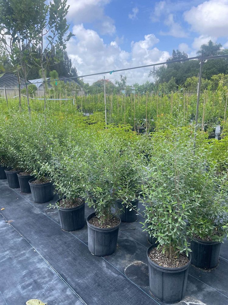 forestiera-segregata-florida-privet