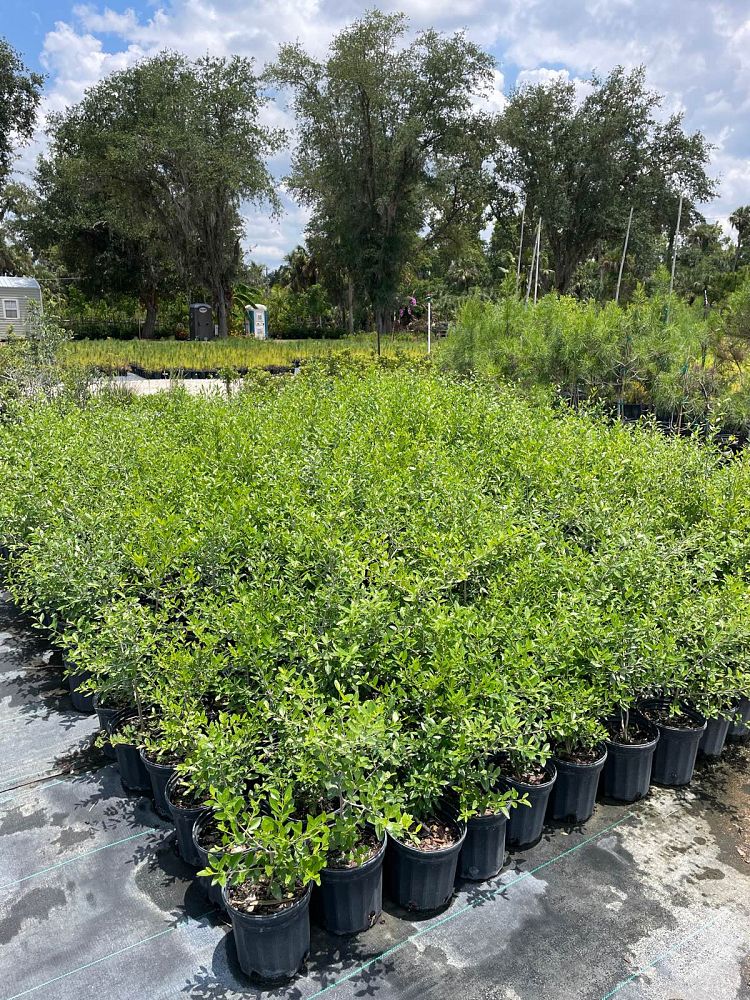 forestiera-segregata-florida-privet