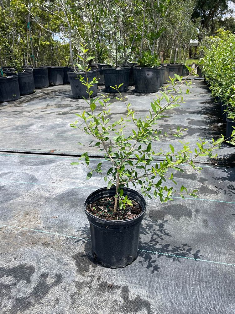 forestiera-segregata-florida-privet