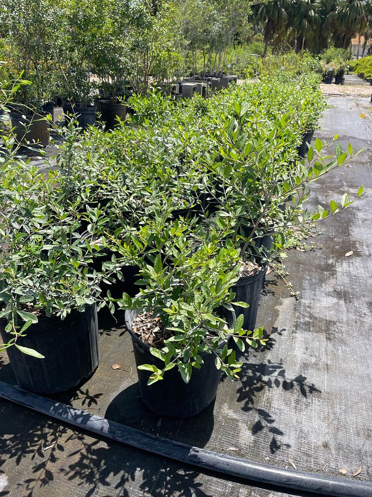forestiera-segregata-florida-privet