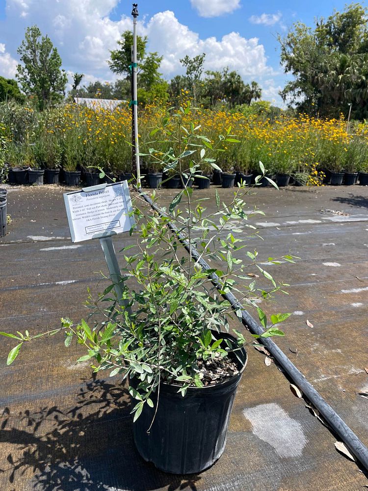 forestiera-segregata-florida-privet