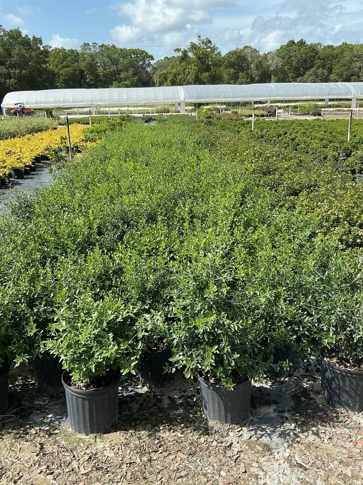 forestiera-segregata-florida-privet