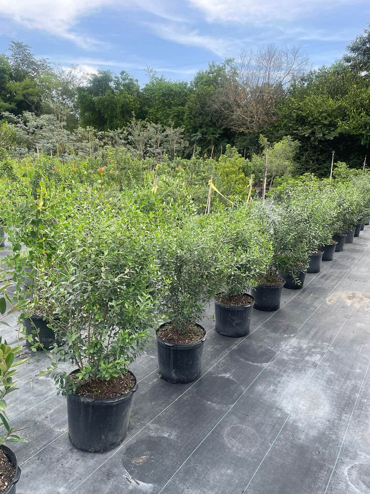 forestiera-segregata-florida-privet