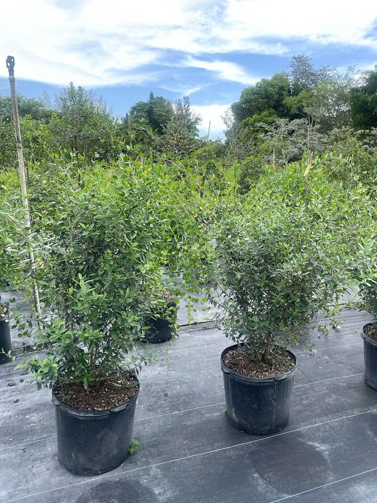 forestiera-segregata-florida-privet