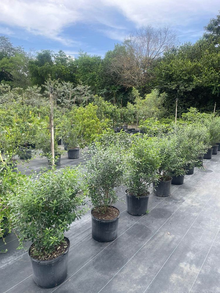 forestiera-segregata-florida-privet