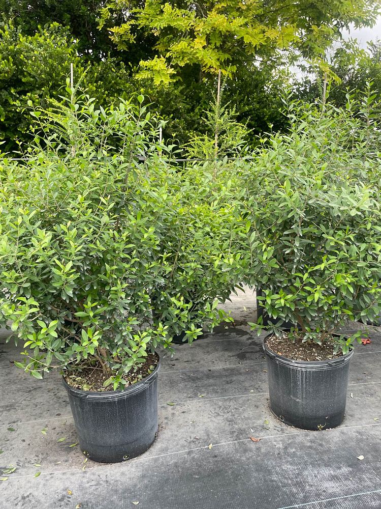forestiera-segregata-florida-privet