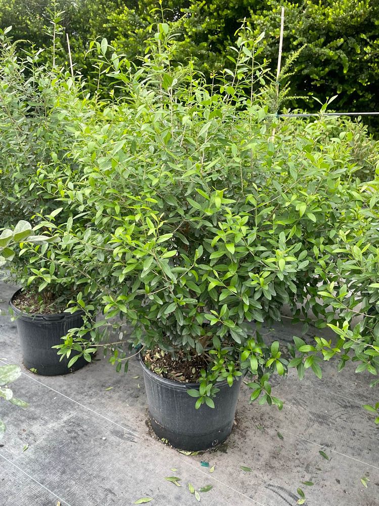 forestiera-segregata-florida-privet
