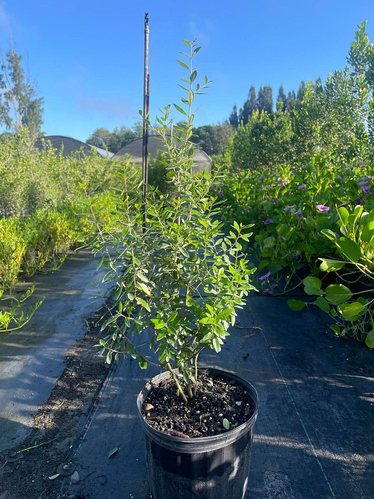 forestiera-segregata-florida-privet