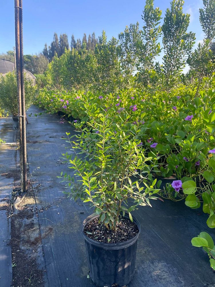 forestiera-segregata-florida-privet