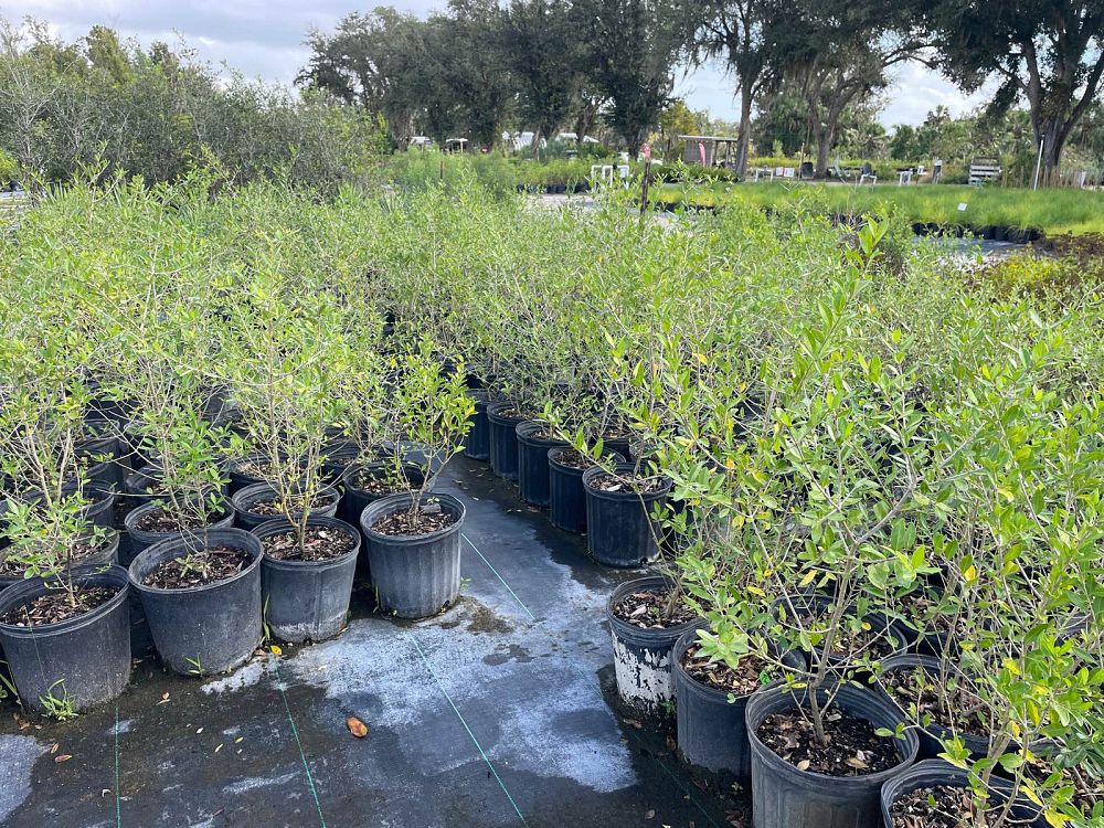 forestiera-segregata-florida-privet